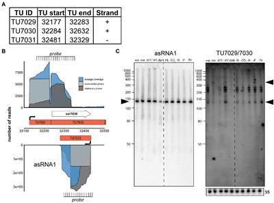 Regulation of pSYSA defense plasmid copy number in Synechocystis through RNase E and a highly transcribed asRNA